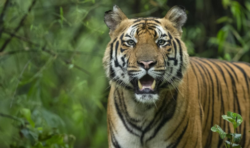 Sundarban Travels: Dive Into the Wild Beauty of Bengal